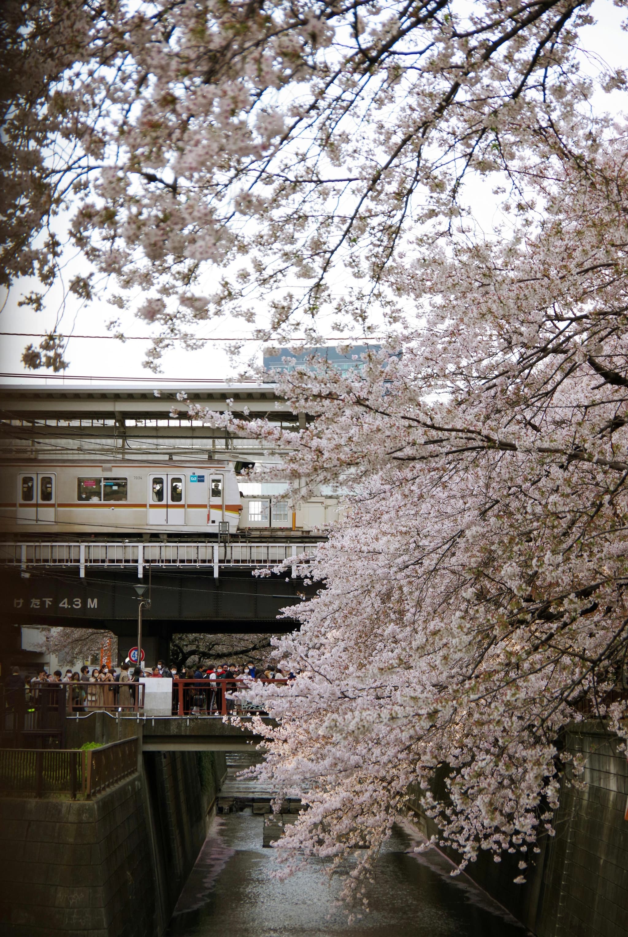 Asian Temple Behind Cherry Tree