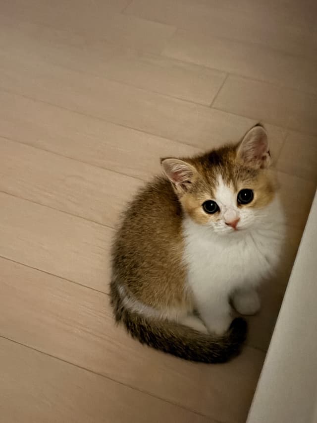 A cat